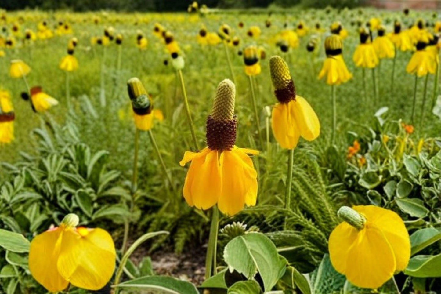 100 Seeds Ratibida columnifera — Prairie Coneflower, Native Wildflower for Pollinator Gardens