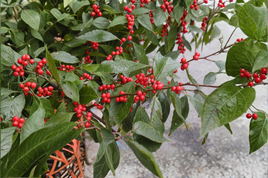 250 mg Seeds | Ilex verticillata Winterberry Holly | Red Berry Shrub | Native Ornamental Plant