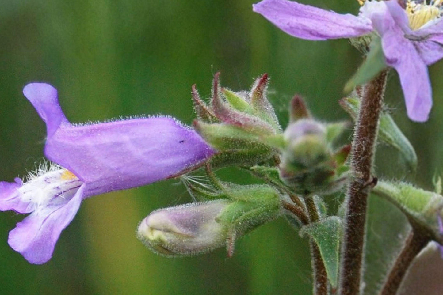 100 Slender Beardtongue Seeds – Penstemon gracilis – Native Prairie Wildflower
