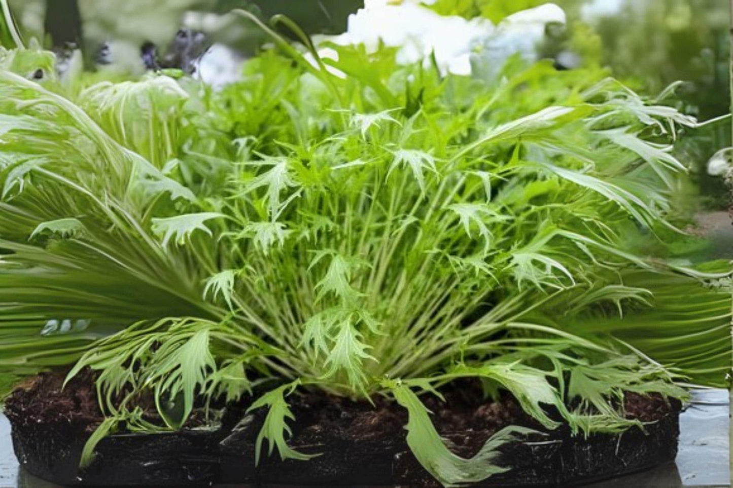 Mizuna Spinach Seeds: Fast Growing Asian Green, Heirloom Variety