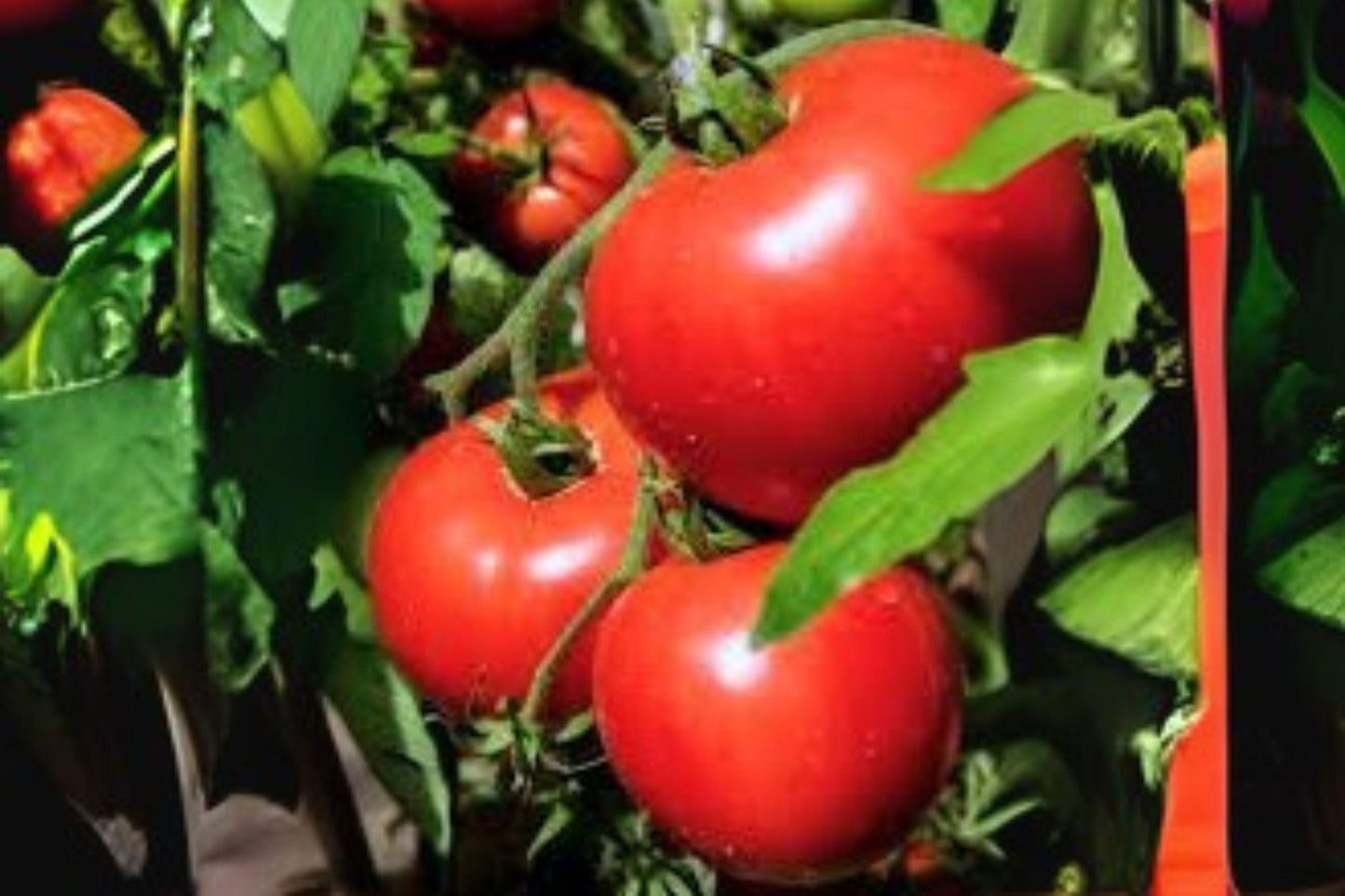 Tomato VR Moscow Seeds: Heirloom Red Garden Vegetable (100mg)