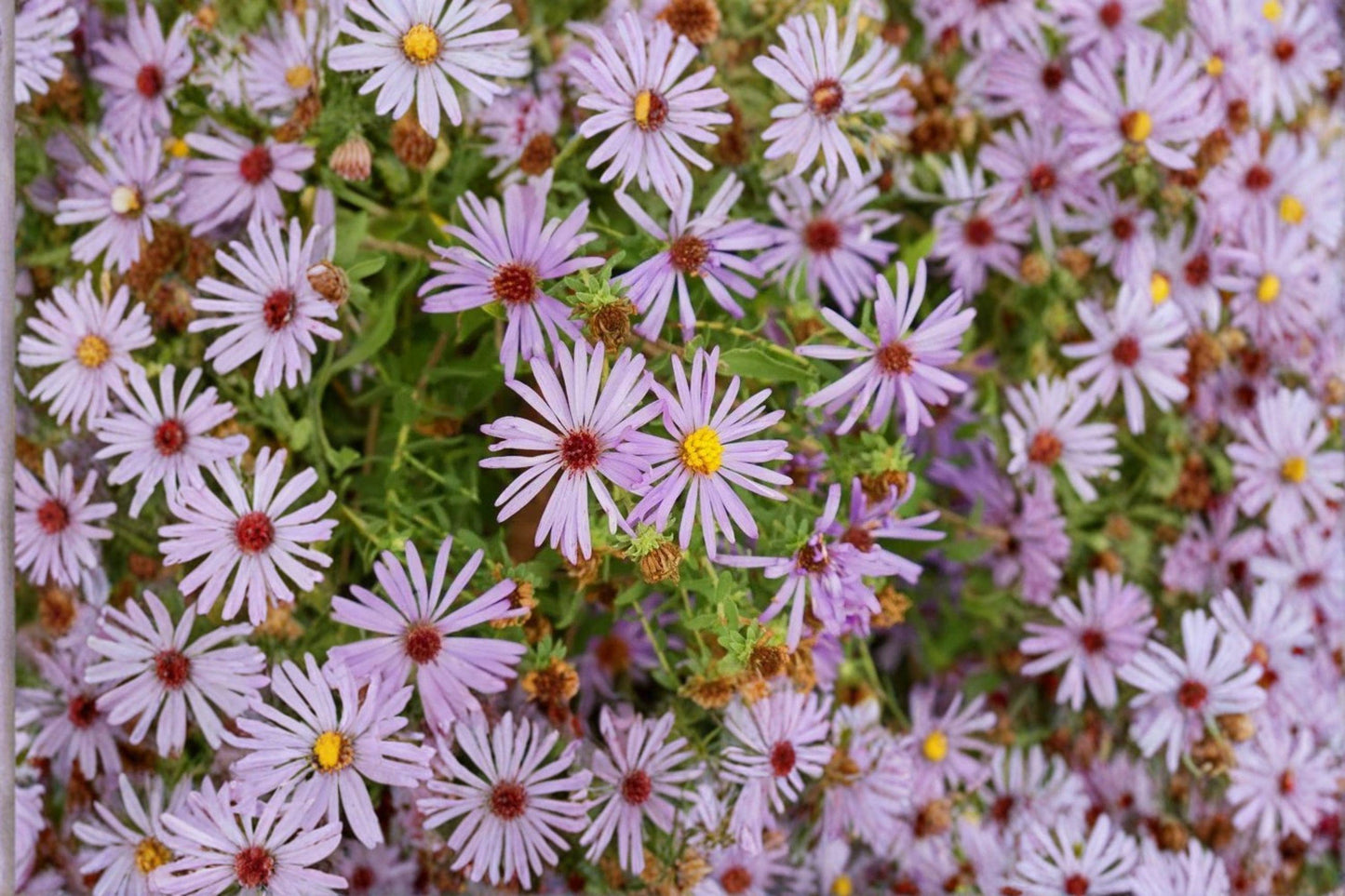 100 Aromatic Aster Seeds – Symphyotrichum oblongifolium – Native Wildflower – Fall Pollinator Plant