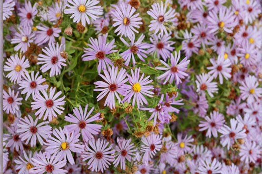 100 Aromatic Aster Seeds – Symphyotrichum oblongifolium – Native Wildflower – Fall Pollinator Plant
