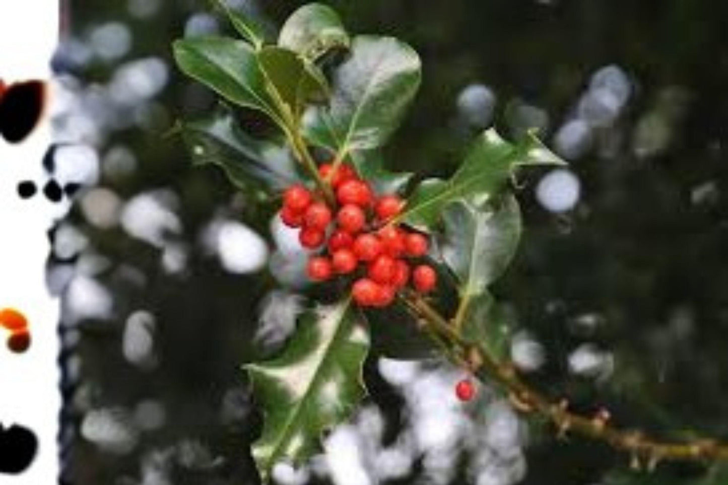 10 Seeds | Ilex aquifolium English Holly | Evergreen Shrub | Red Berry Holly Plant | Ornamental Tree
