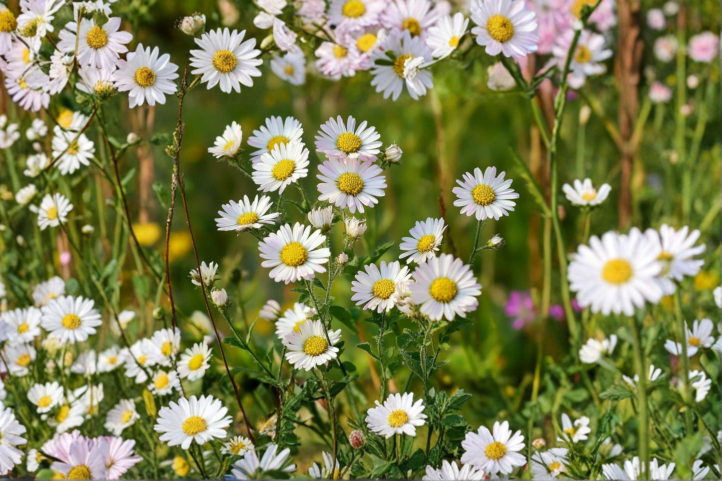 100 Heath Aster Seeds – Symphyotrichum pilosum – Frost Aster – Native Wildflower – Fall Pollinator
