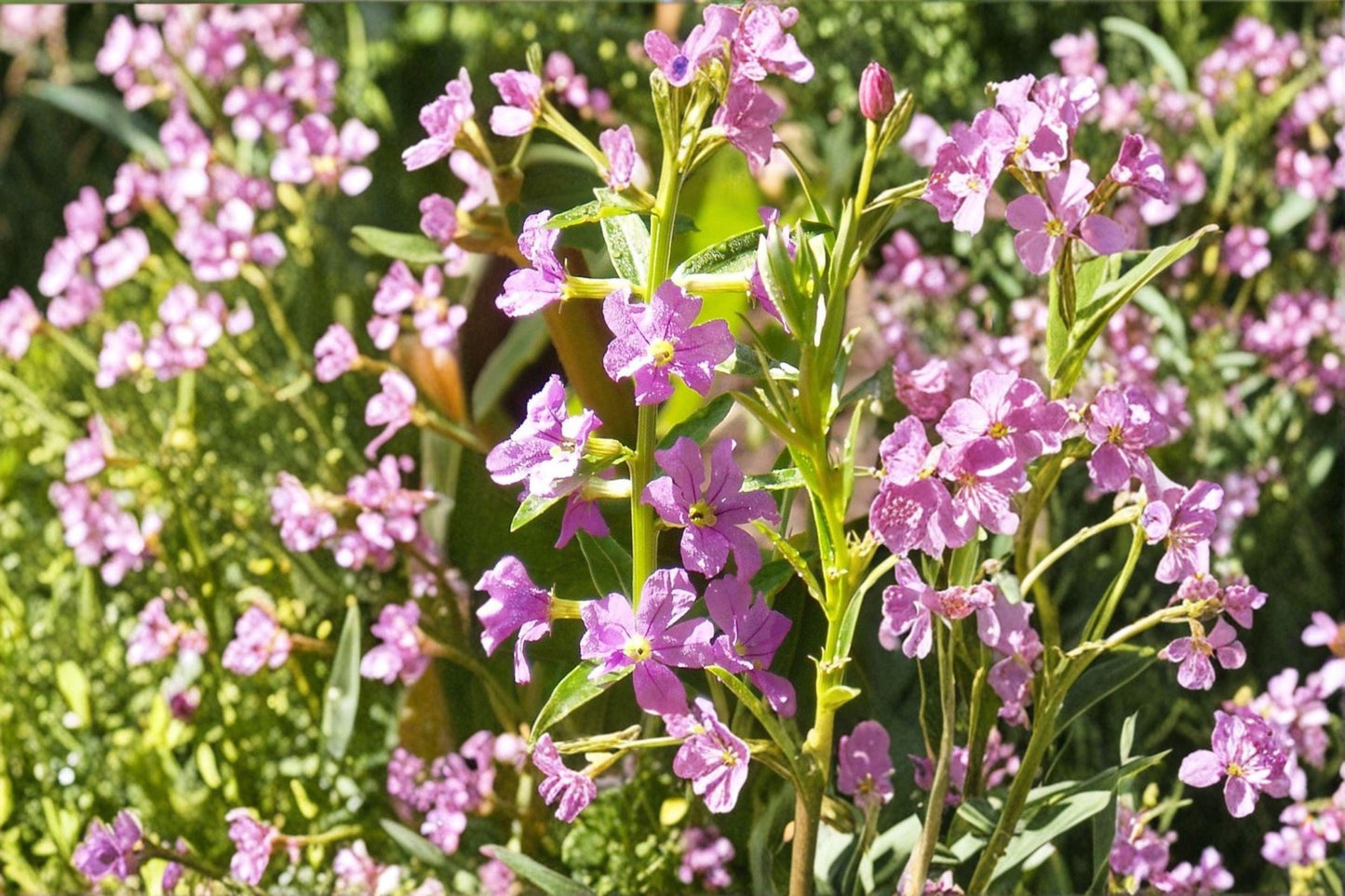 3000 Seeds for Planting Lythrum alatum – Winged Loosestrife, Native Wetland Wildflower with Purple Blooms