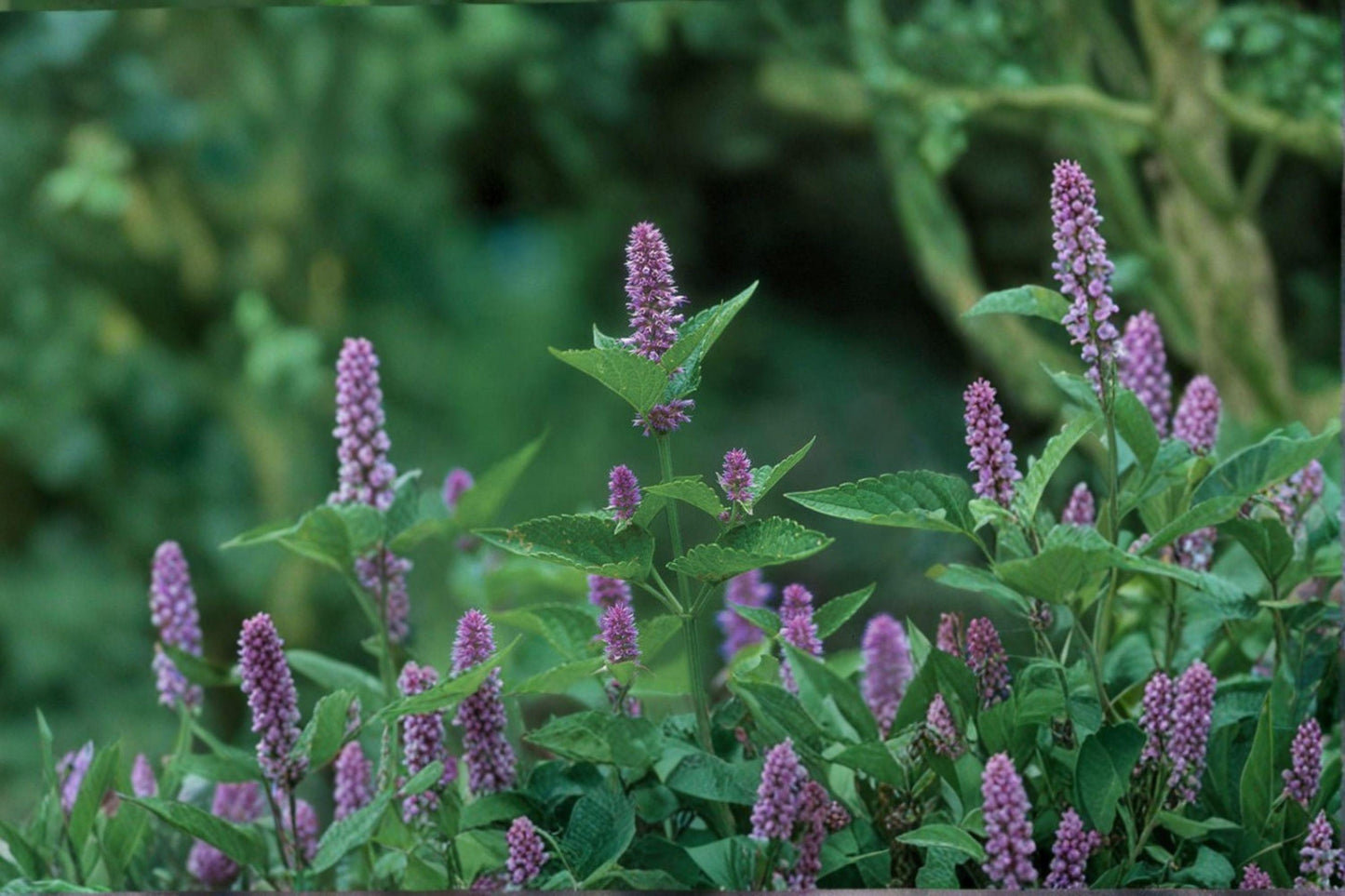 100 Anise Hyssop Seeds – Agastache foeniculum – Native Pollinator Plant – Blue Giant Hyssop