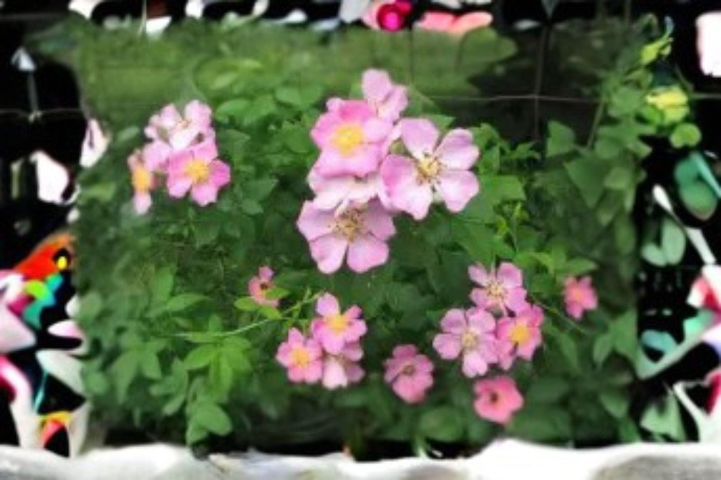 30 Seeds Rosa setigera — Illinois Rose, Native Climbing Wild Rose for Naturalized Landscapes