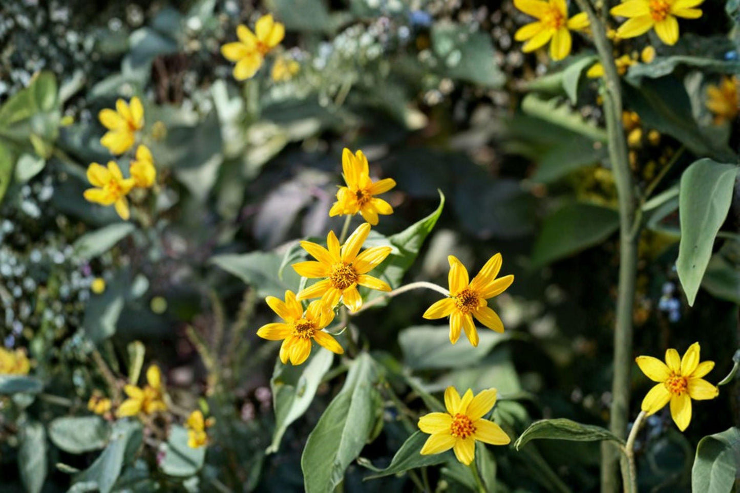 25 Aspen Sunflower Seeds – Helianthella quinquenervis – Native Wildflower – Yellow Blooms – Pollinator Plant