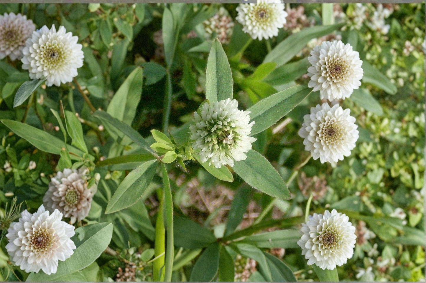100 Berseem Clover Seeds – Trifolium alexandrinum – Egyptian Clover – Cover Crop – Forage Legume
