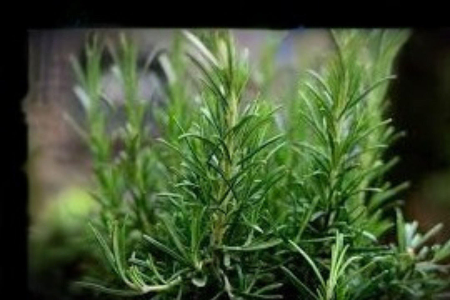 50 Seeds Rosemary Herb | Aromatic Evergreen Perennial | Non-GMO | Culinary & Medicinal Garden Plant