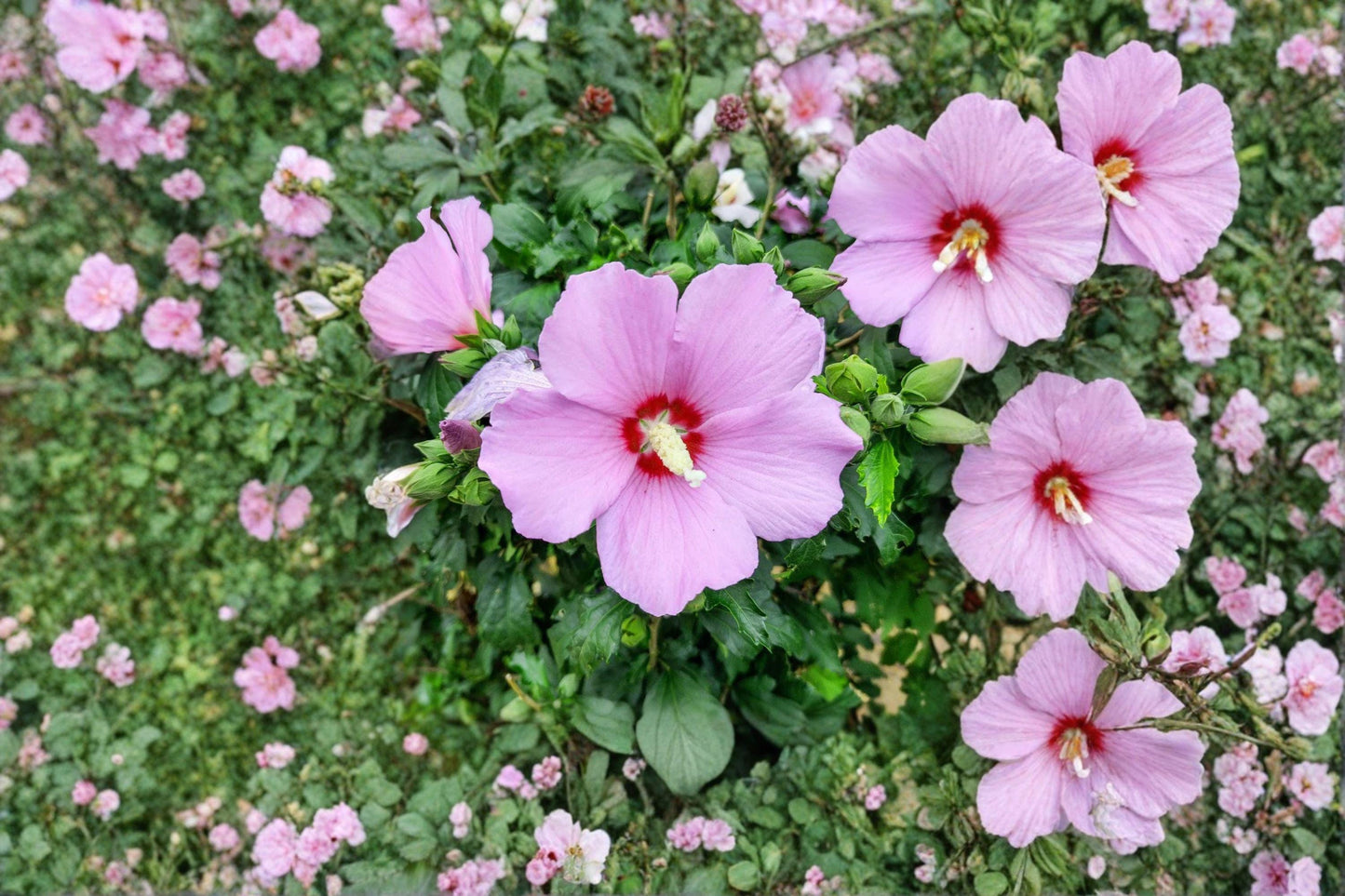10 Hibiscus syriacus Seeds – Rose of Sharon – Hardy Flowering Garden Shrub