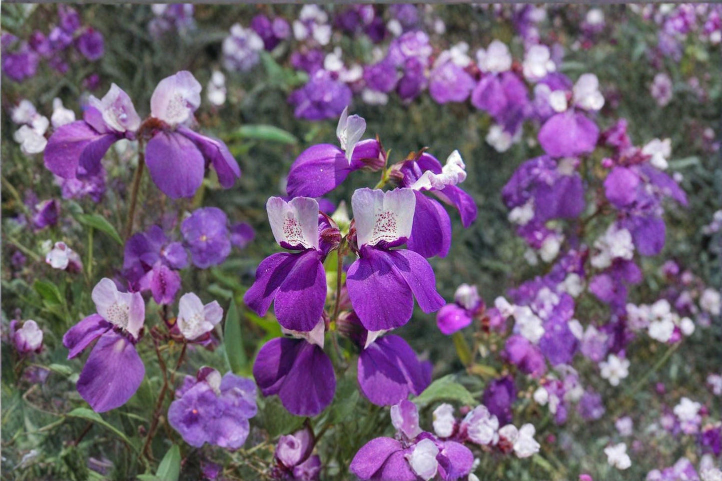 100 Chinese Houses Seeds – Collinsia heterophylla – California Wildflower – Spring Bloom