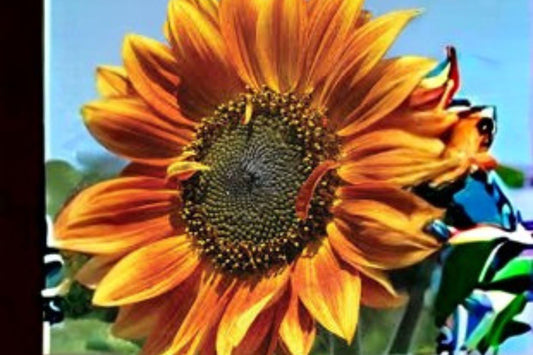 1 g Autumn Beauty Sunflower Seeds – Mixed Color Sunflowers for Pollinator & Cottage Gardens