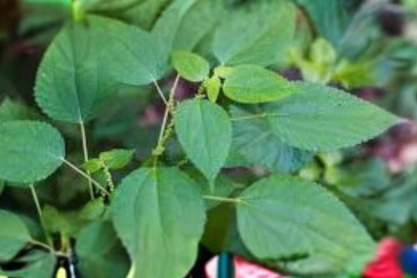100 Smallspike False Nettle Seeds – Native Wetland Perennial