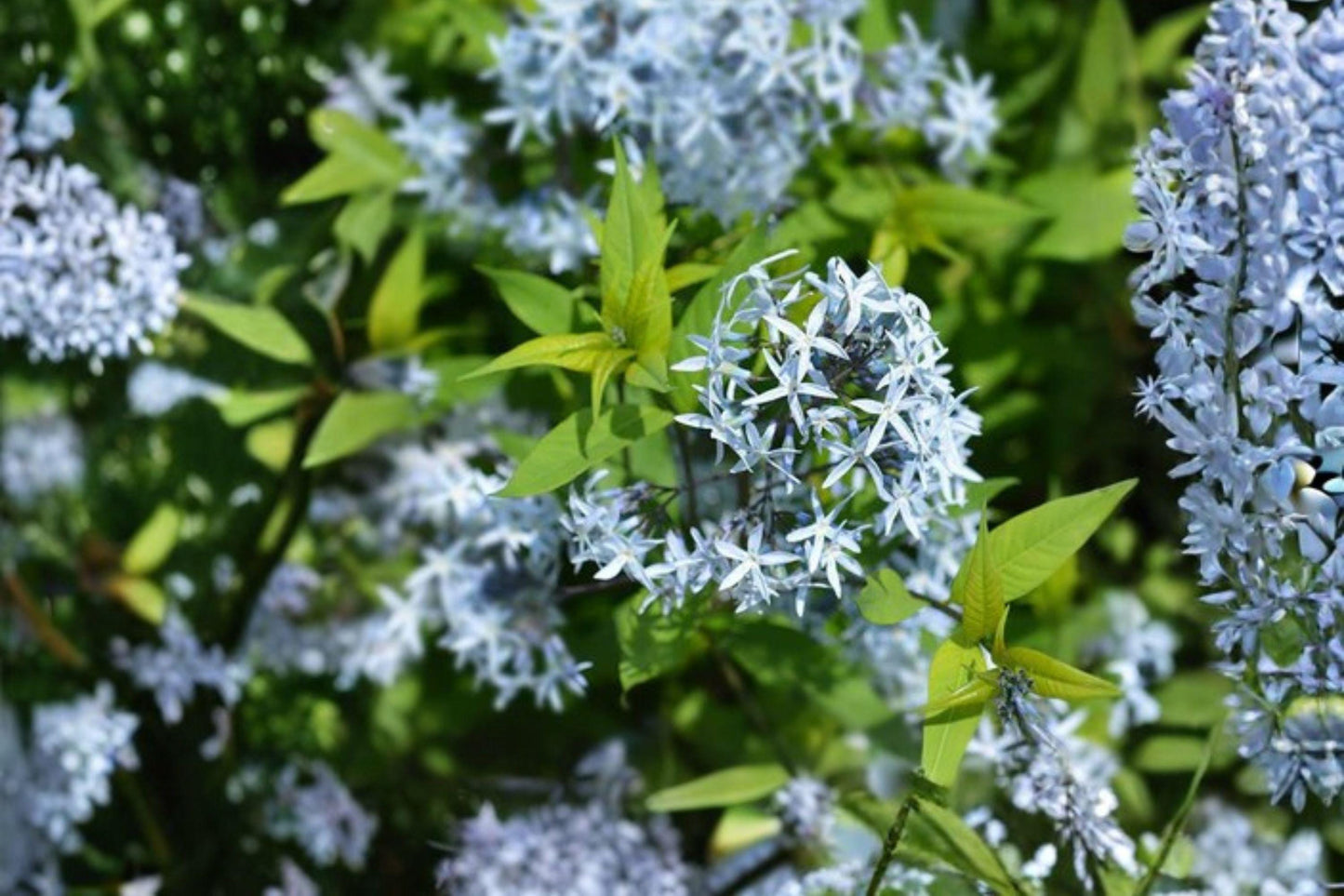 10 Eastern Bluestar Seeds – Amsonia tabernaemontana – Native Perennial – Blue Flowers – Pollinator Plant