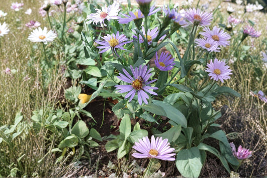 100 Silky Aster Seeds – Symphyotrichum sericeum – Native Prairie Wildflower
