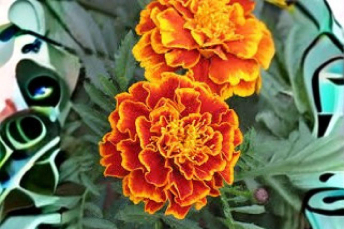 500 mg Sparky Mixture Marigold Seeds – Bright Annual Blooms for Pollinator & Cottage Gardens