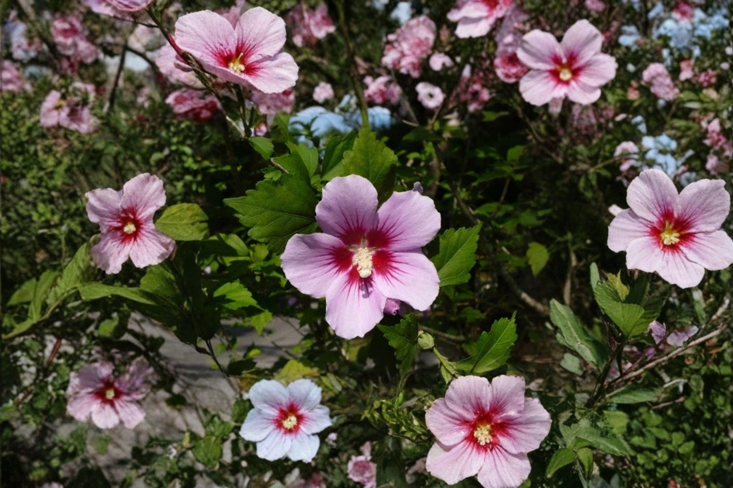 10 Hibiscus syriacus Seeds – Rose of Sharon – Hardy Flowering Garden Shrub