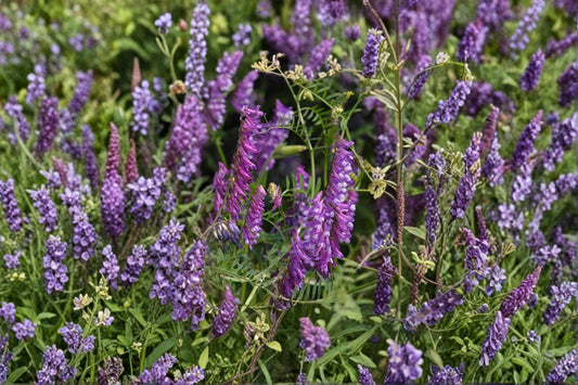 100 Hairy Vetch Seeds – Vicia villosa – Purple Bounty – Cover Crop – Nitrogen Fixer