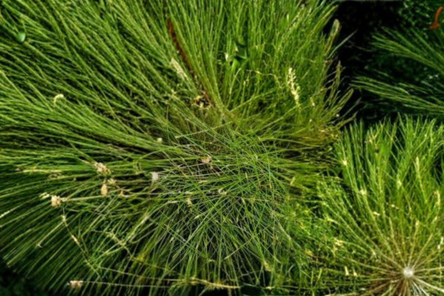 100 Spike Rush Seeds – Eleocharis acicularis – Aquarium and Pond Plant
