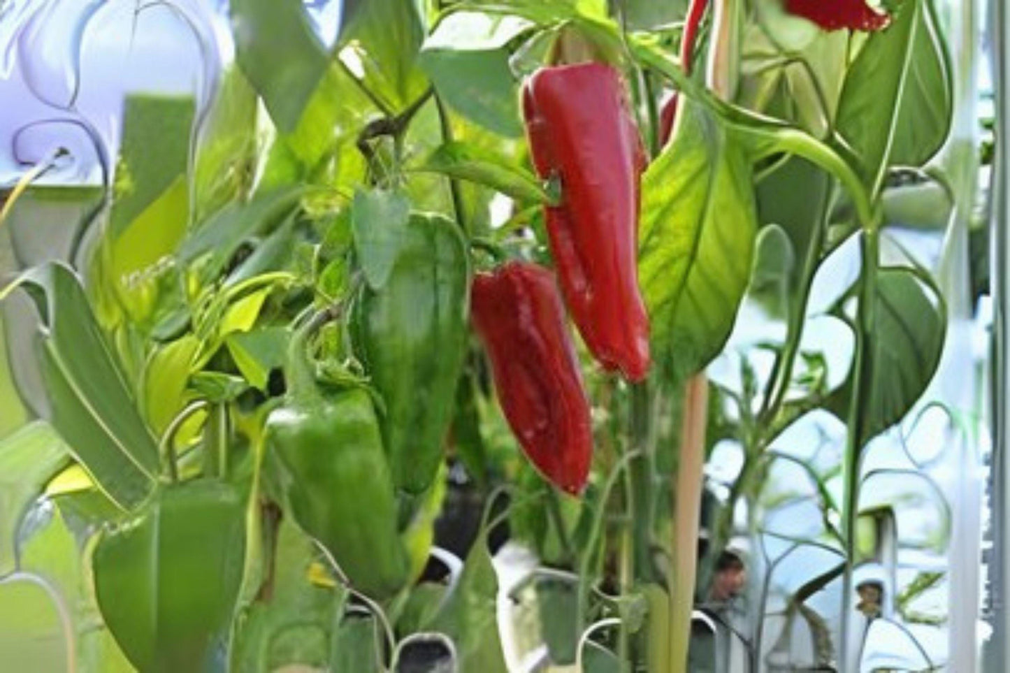 250mg Seeds Giant Marconi Red Sweet Pepper | Heirloom Garden Seeds