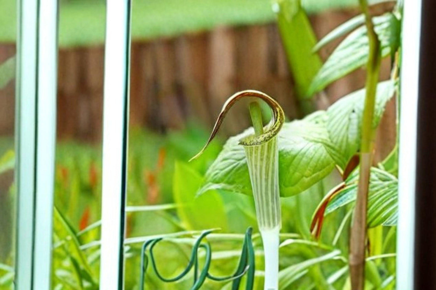 Jack-in-the-Pulpit Seeds – 5 Arisaema triphyllum – Native Woodland Shade Plant – Rare Perennial Flower