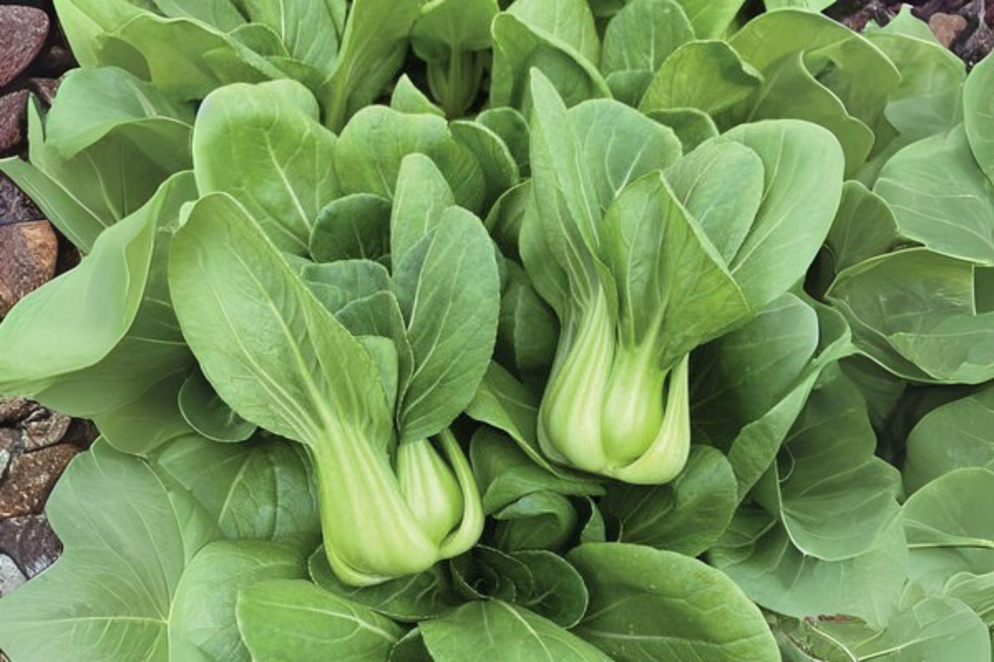 350 Bok Choi Taisai Seeds – Asian Heirloom Vegetable, Fast Growing