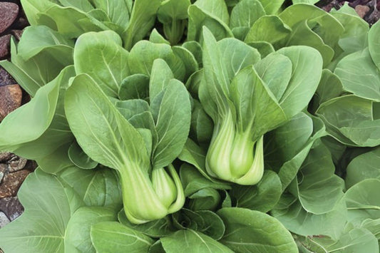 350 Bok Choi Taisai Seeds – Asian Heirloom Vegetable, Fast Growing