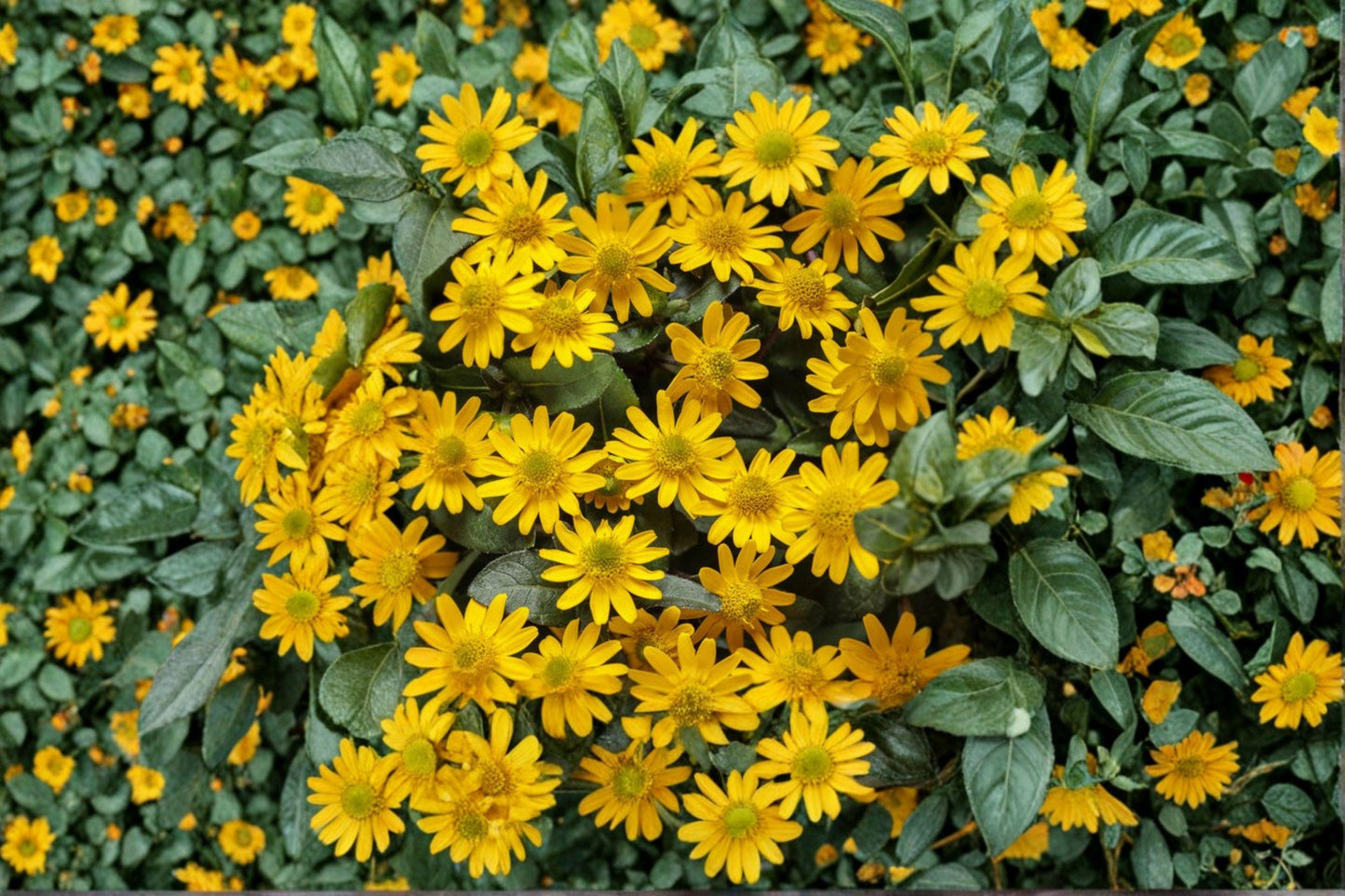 100 Creeping Zinnia Seeds – Sanvitalia procumbens – Low Growing Yellow Flower – Annual Groundcover
