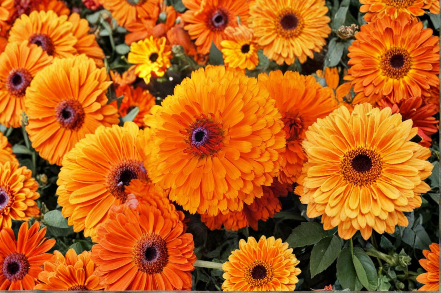 Calendula Seeds: Pacific Beauty Orange, Pollinator Garden