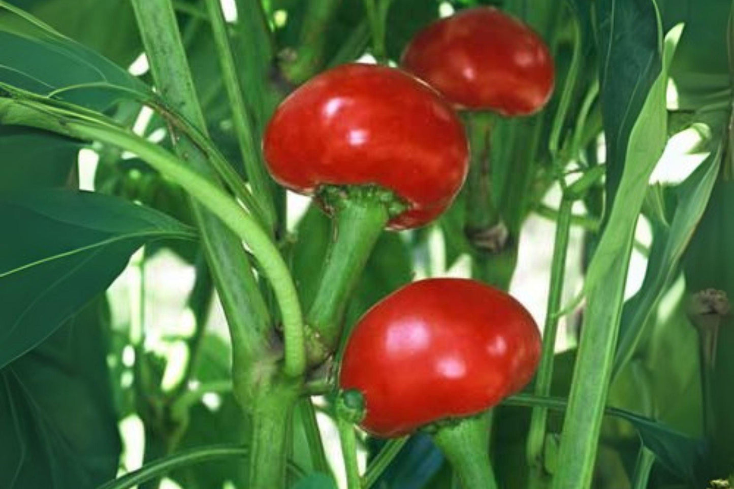 Hot Cherry Pepper Seeds: Heirloom Spicy Red Chili (250 mg)