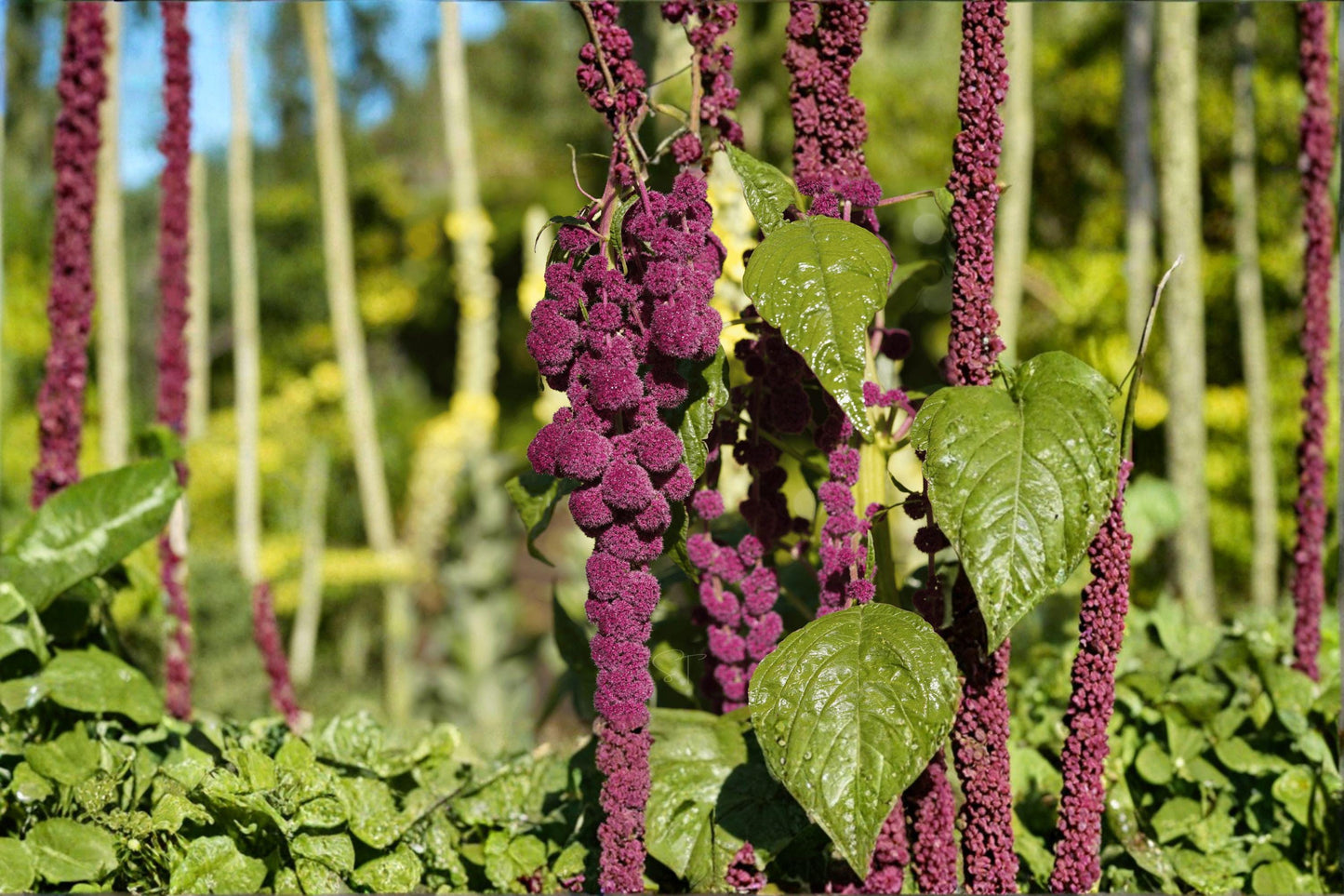 100 Love Lies Bleeding Seeds – Amaranthus caudatus – Dramatic Hanging Red Flower