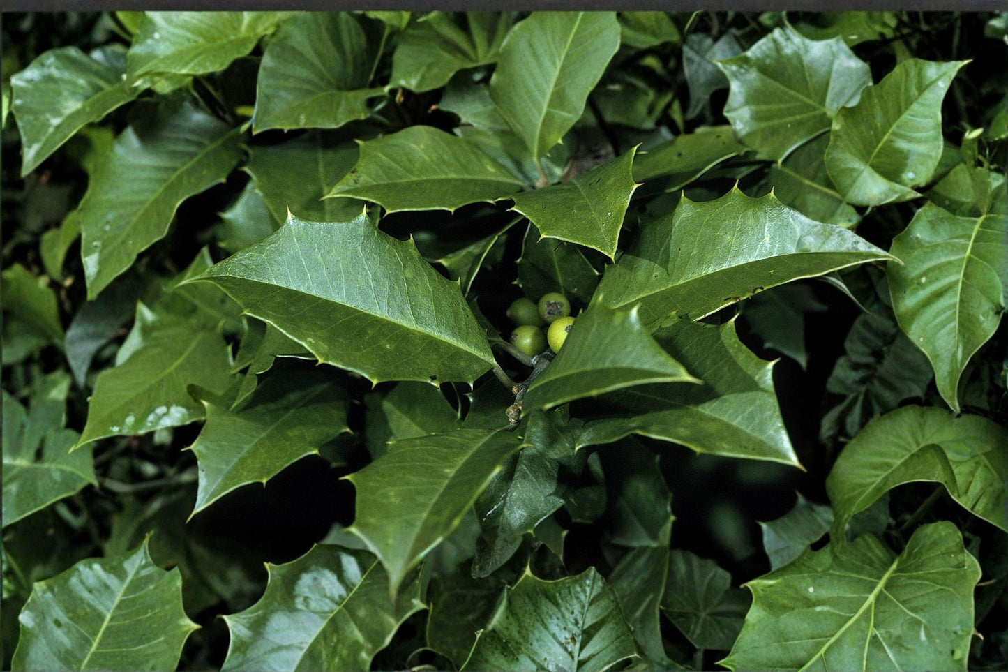 500 mg Seeds | Ilex opaca American Holly | Native Evergreen Tree | Red Berry Holly Plant