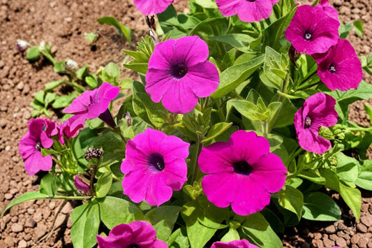 100 Shanin Wild Petunia Seeds – Petunia violacea – Purple Annual Flower – Cottage Garden