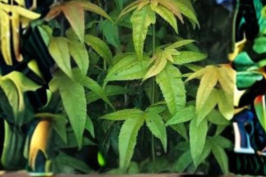 10 Acer elegantulum Seeds: Rare Elegant Maple Tree