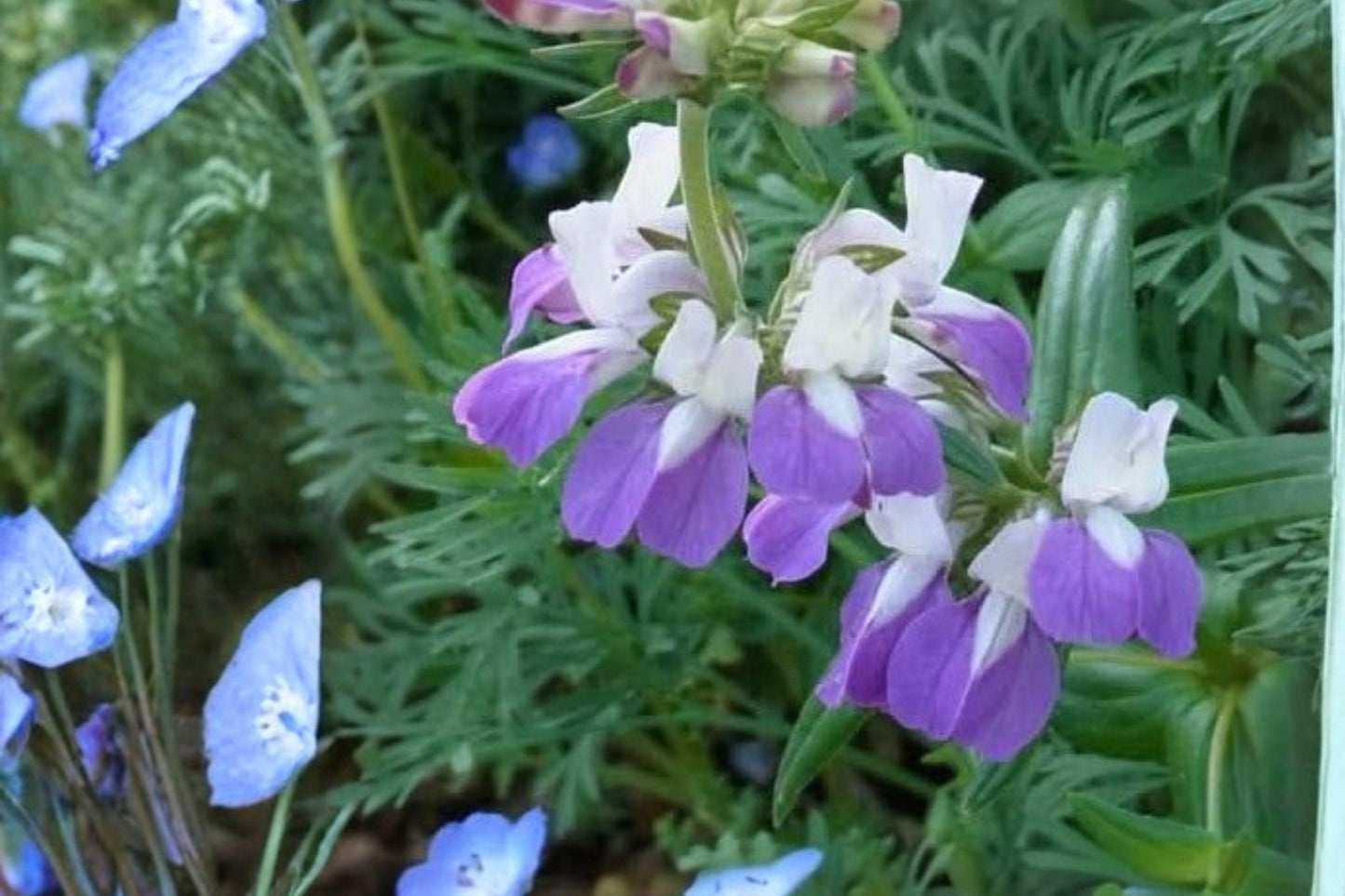 100 Chinese Houses Seeds – Collinsia heterophylla – California Wildflower – Spring Bloom