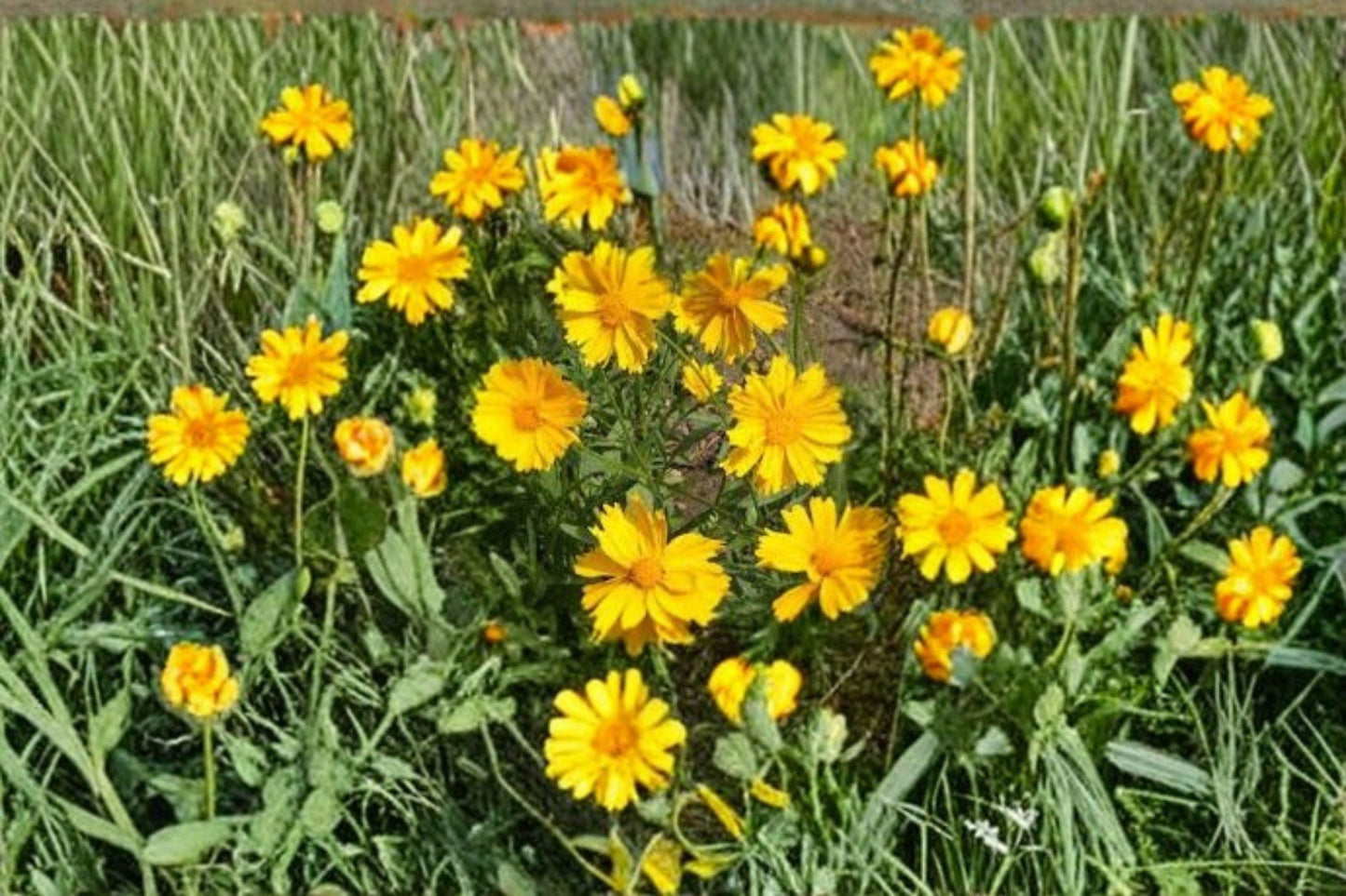 100 mg Coreopsis Lance-Leaved Dwarf Seeds – Bright Yellow Blooms, Easy Native Wildflower for Pollinators