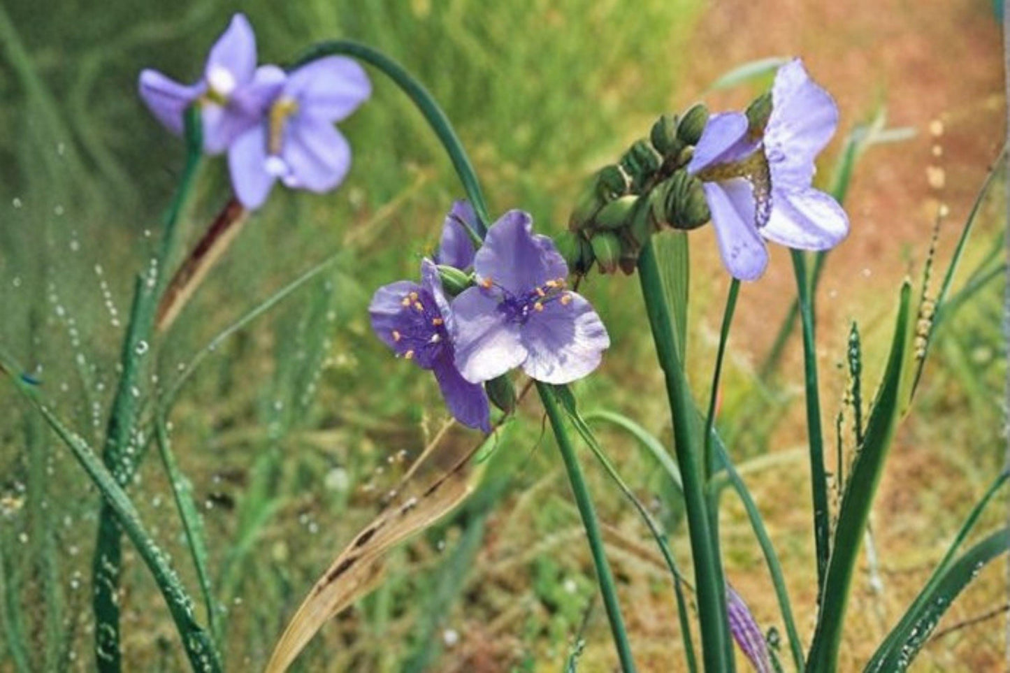 150 Prairie Spiderwort Seeds – Native Wildflower with Blue Blooms, Pollinator Plant for Meadows & Gardens