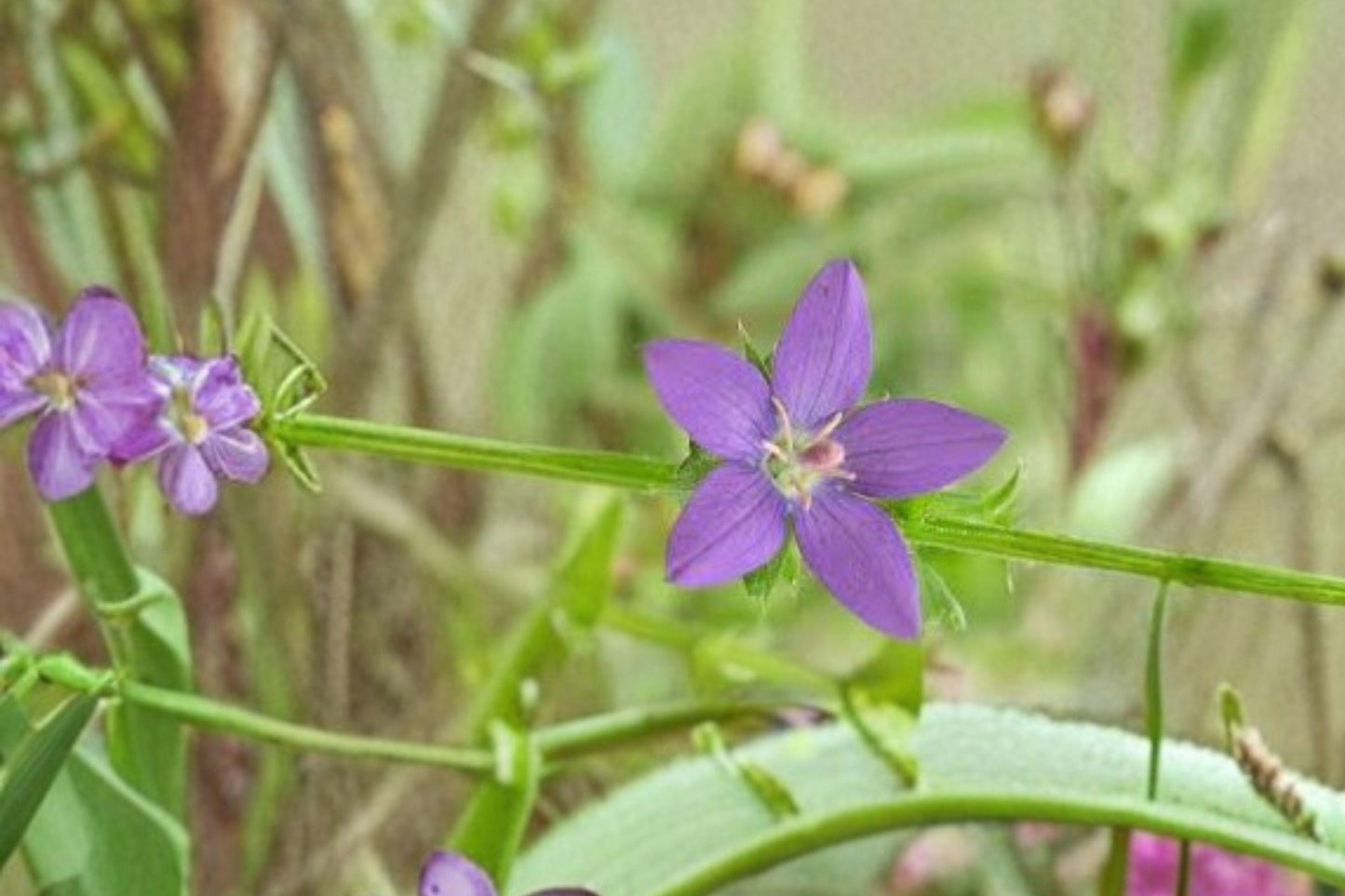 1000 Venus Looking Glass Seeds – Triodanis perfoliata – Native Annual Wildflower – Pollinator Plant