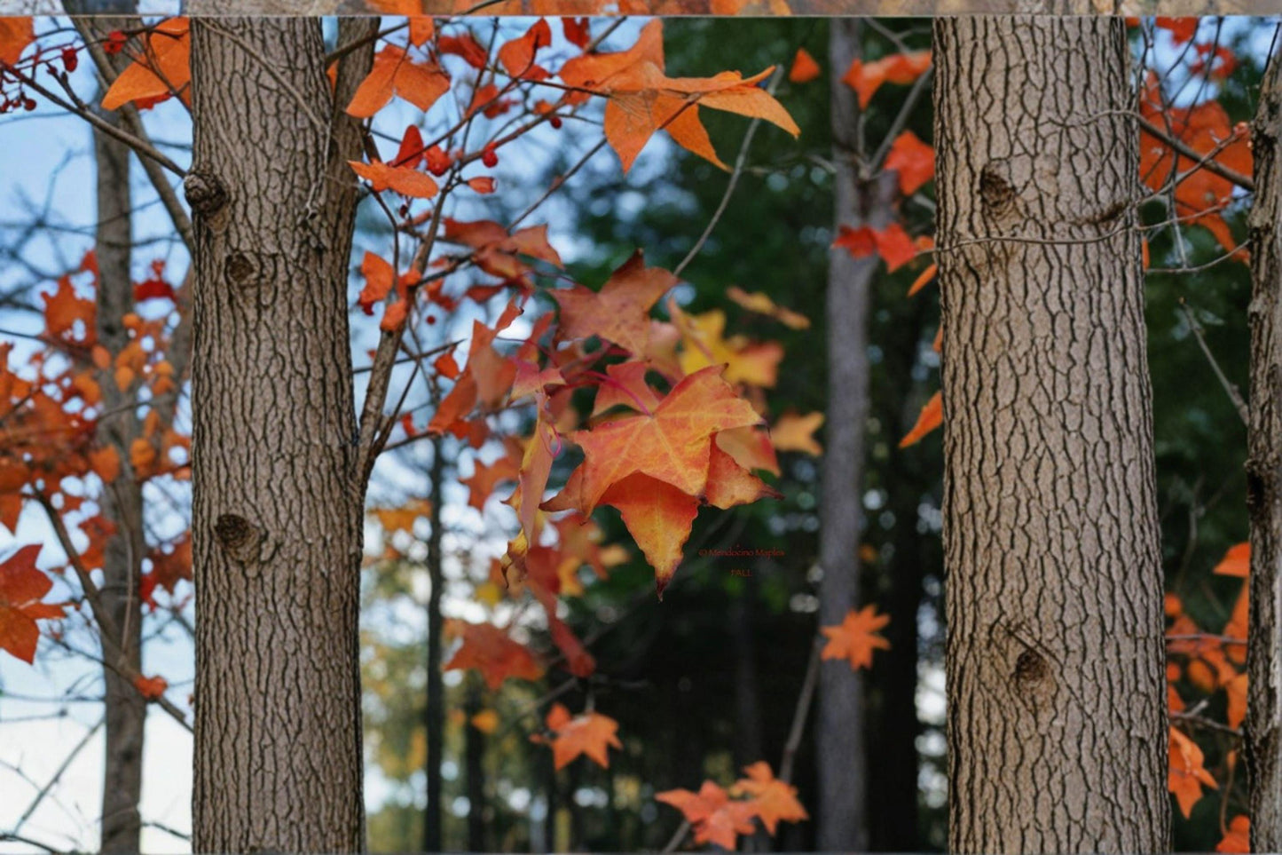 Acer Mono Tree Seeds: Painted Maple, Brilliant Fall Foliage - 10 Seeds