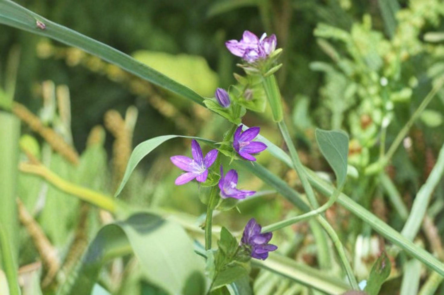 1000 Venus Looking Glass Seeds – Triodanis perfoliata – Native Annual Wildflower – Pollinator Plant