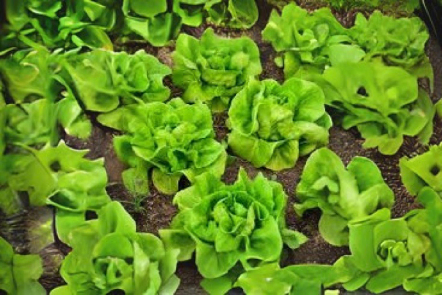 Bibb Butterhead Lettuce Seeds - Heirloom Variety - 700 Seeds