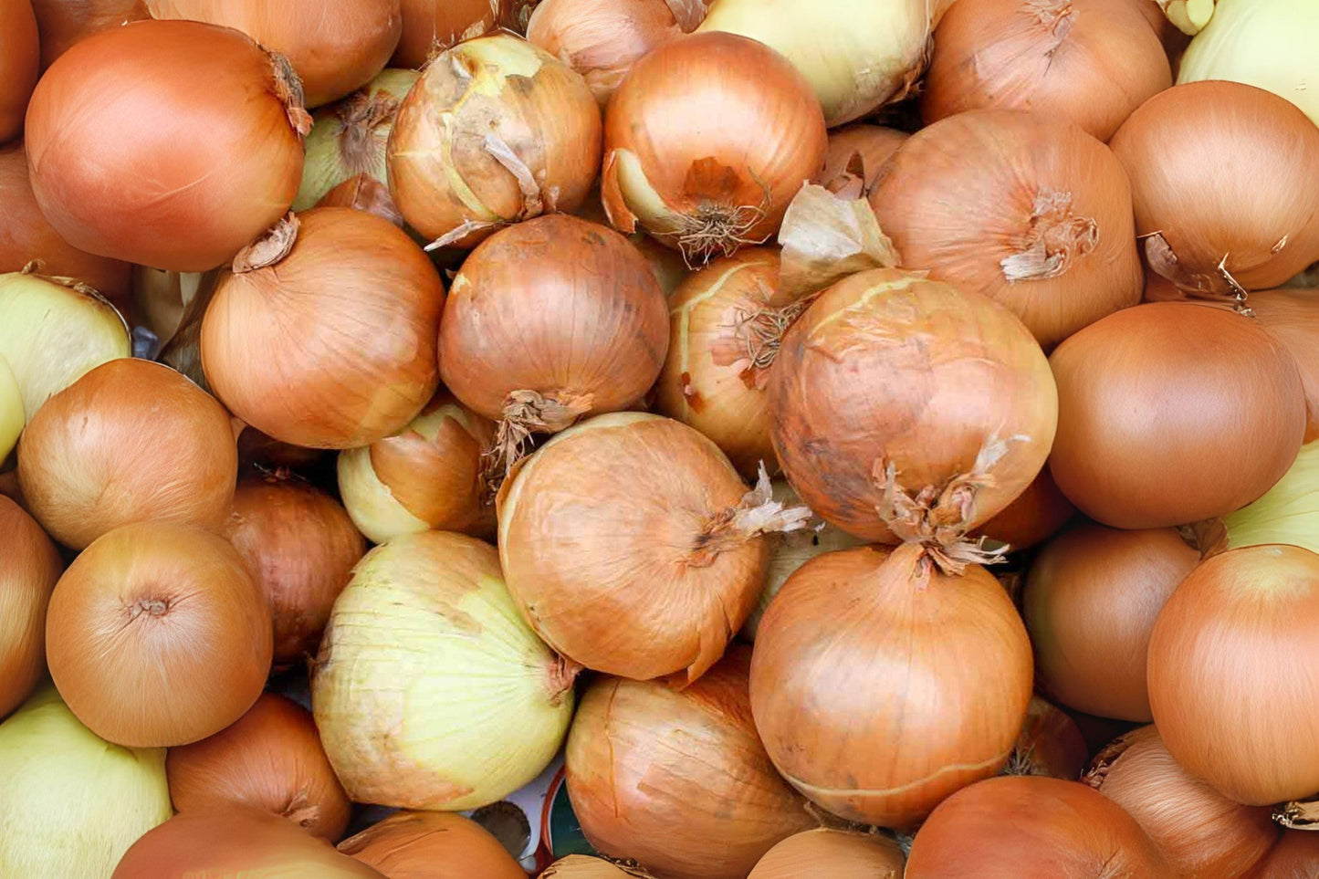 Utah Yellow Sweet Spanish Onion Seeds: Heirloom Non-GMO (250 mg)