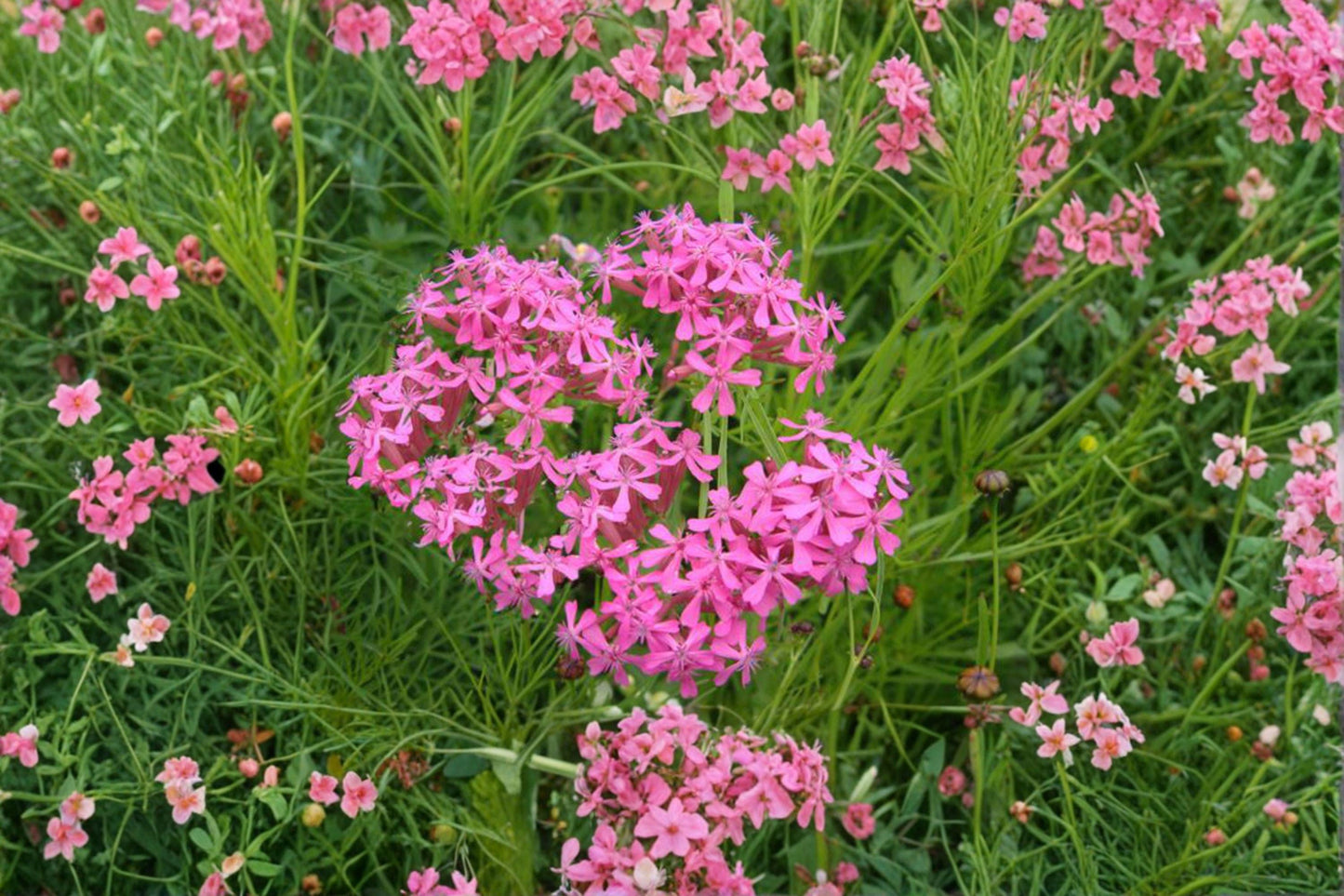 100 None So Pretty Catchfly Seeds – Silene armeria – Pink Annual Wildflower – Cottage Garden