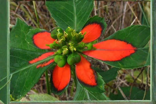 10 Seeds for Planting Fire-on-the-Mountain – Euphorbia Cyathophora, Annual Ornamental Plant with Red-Green Bracts