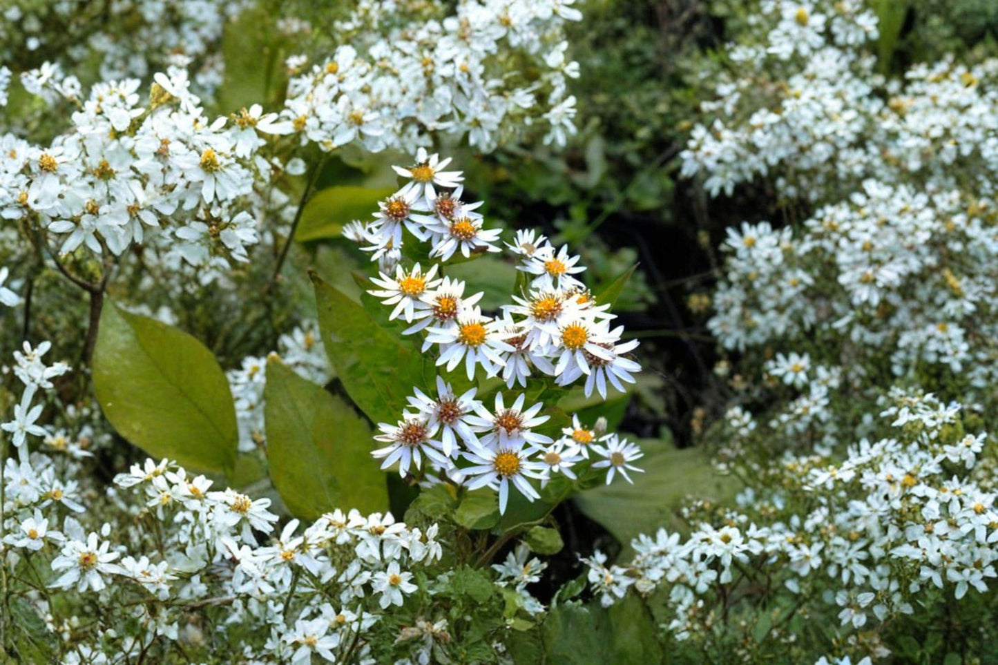 100 Schrebers Wood Aster Seeds – Eurybia schreberi – Native Shade Wildflower