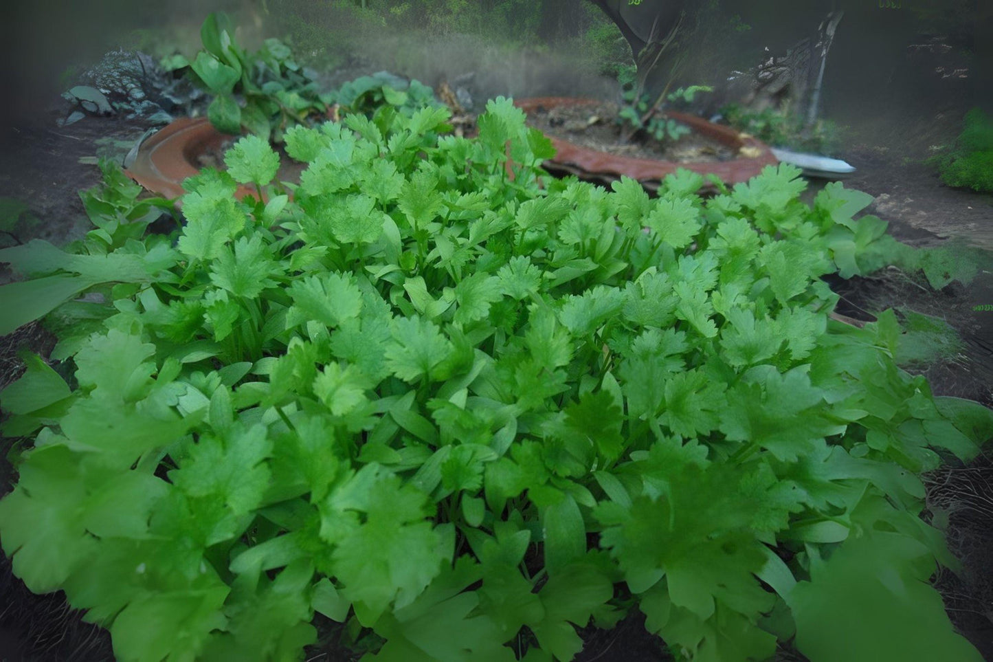 Cilantro Leisure Coriander Seeds: Fast-Growing Heirloom Herb