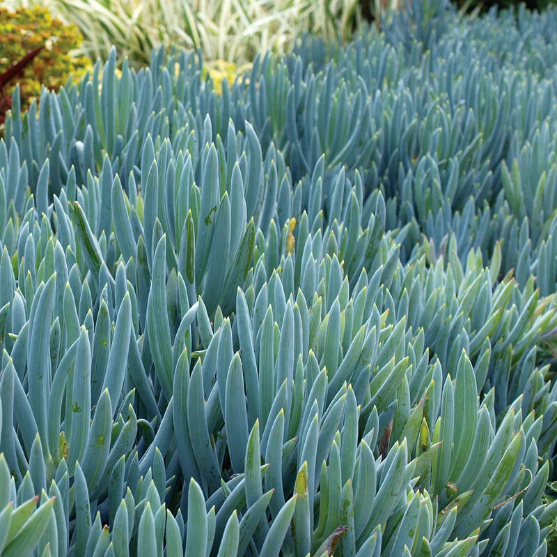 Blue Chalkstick Succulent (Senecio serpens / Curio repens) | Drought Tolerant Blue Plant | Live Succulent 4 Inch Pot