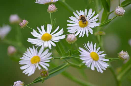 500 Boltonia asteroides Seeds | False Aster | Native Perennial Wildflower | Pollinator-Friendly Meadow & Garden Plant